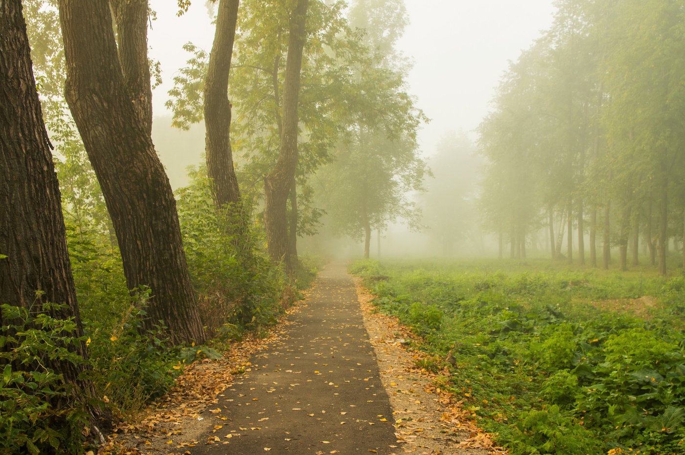 сентябрьский туман