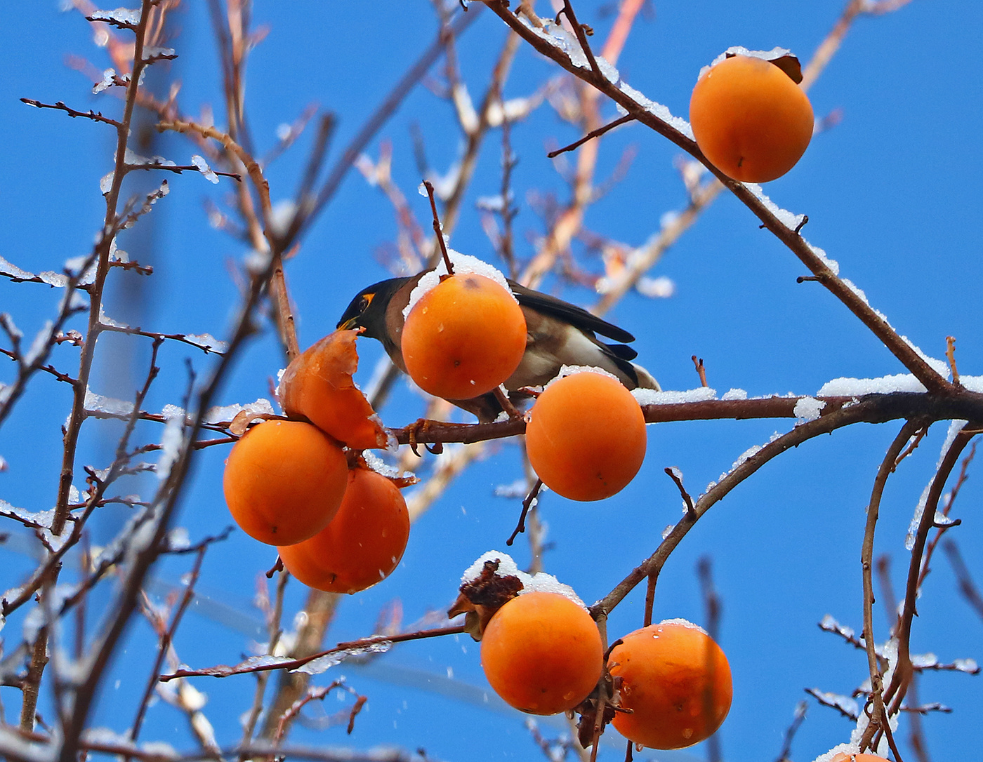 Ноябрьская трапеза