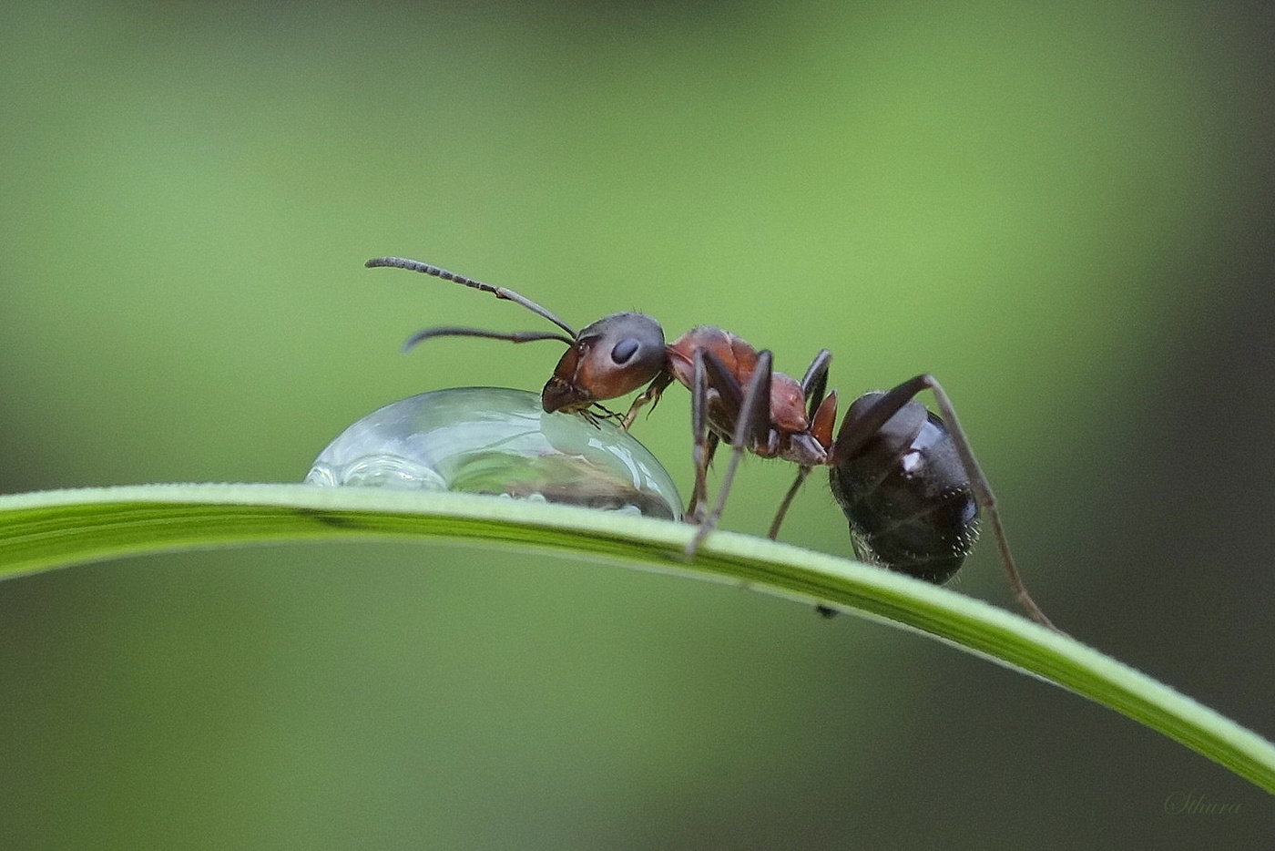 И стакан не нужен.