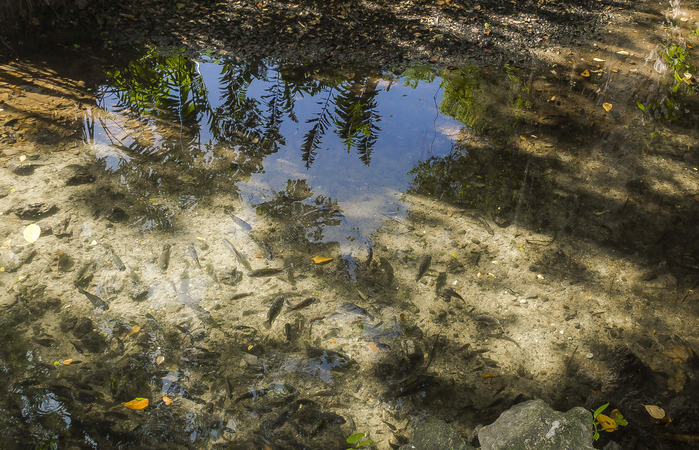 Природный аквариум