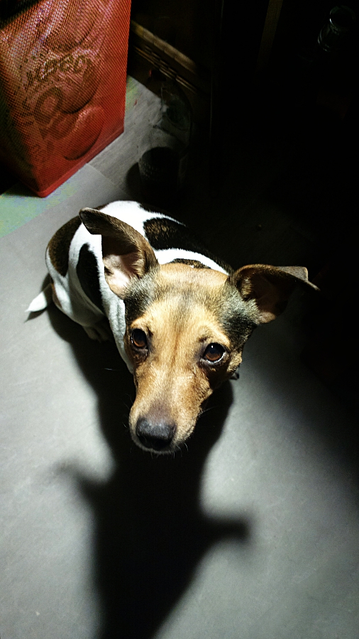 звали на ужин. не слышишь?