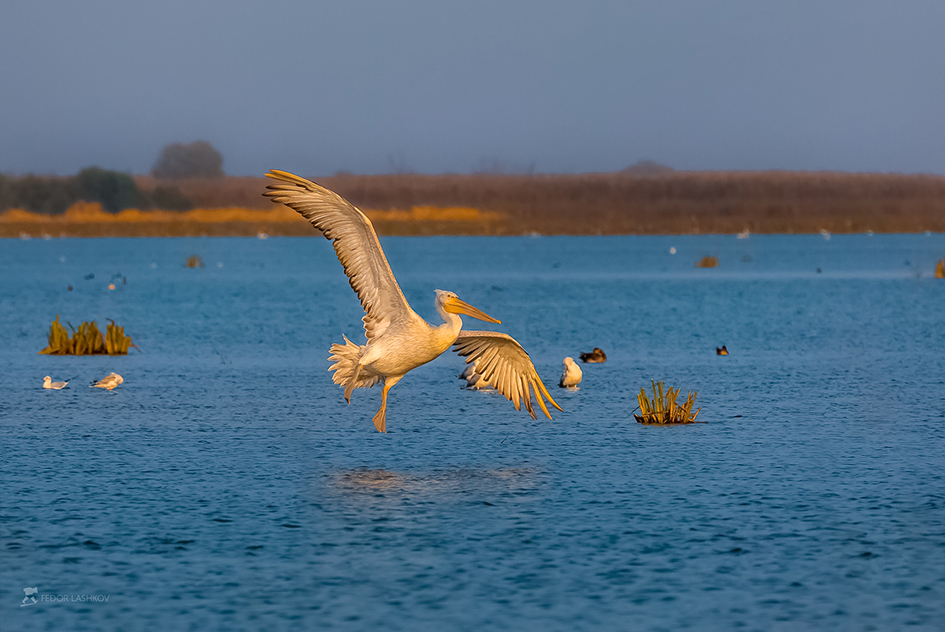 Из серии «Посадка на воду»