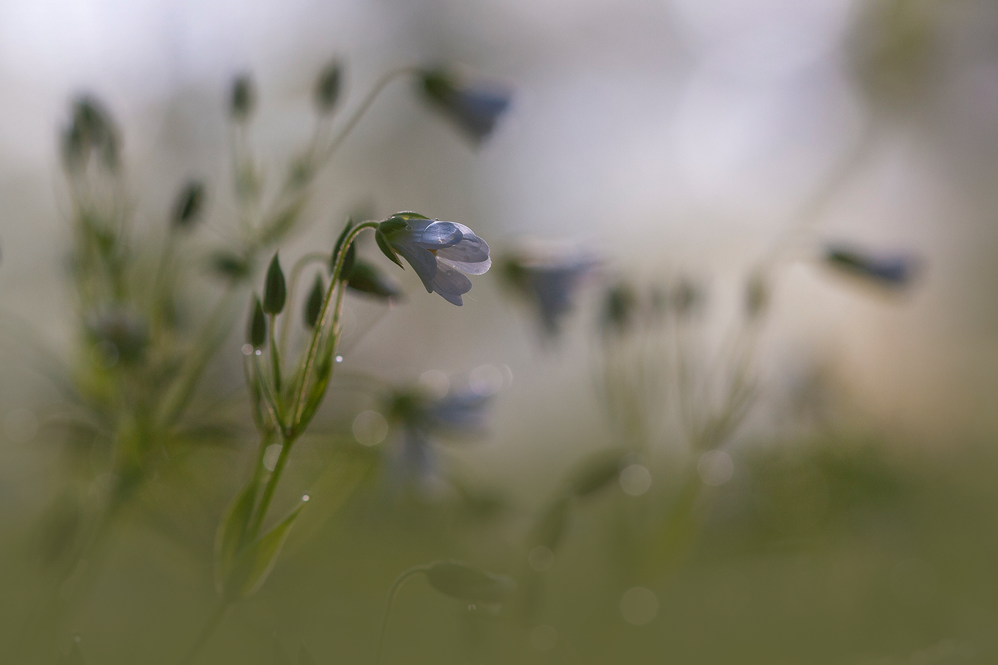 Маленький скромный цветочек