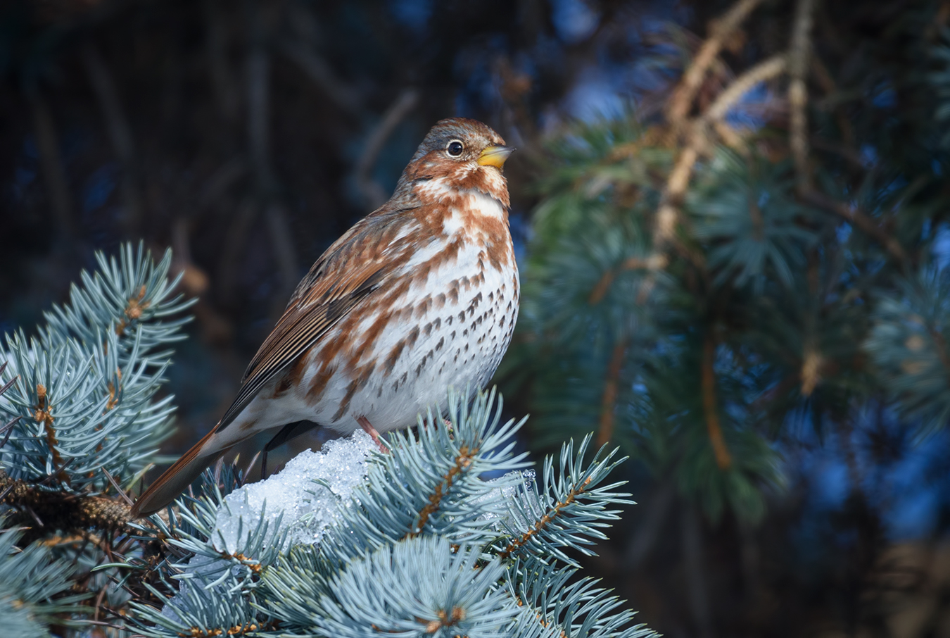 Fox Sparrow (Passerella iliaca)