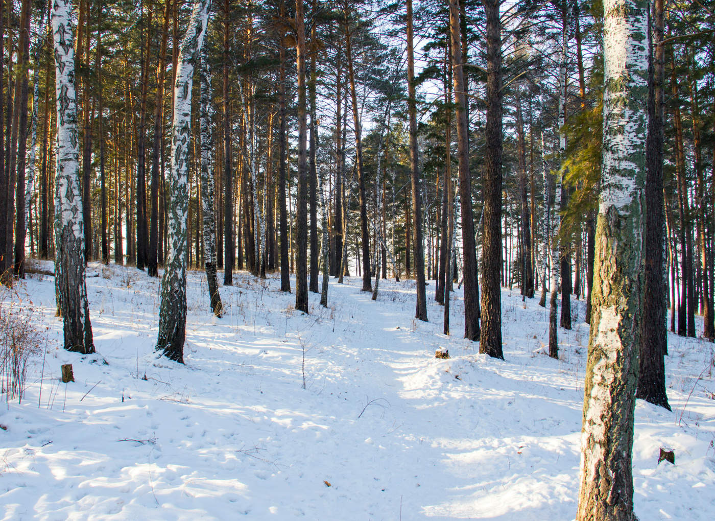 Зарисовки зимней природы.