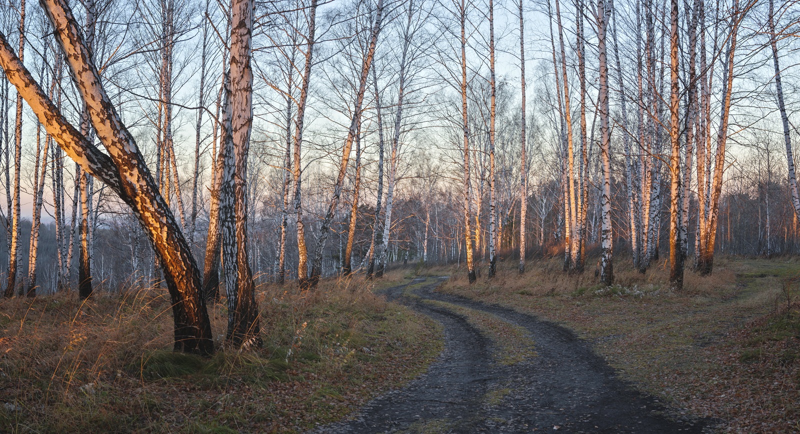По осеннему лесу.