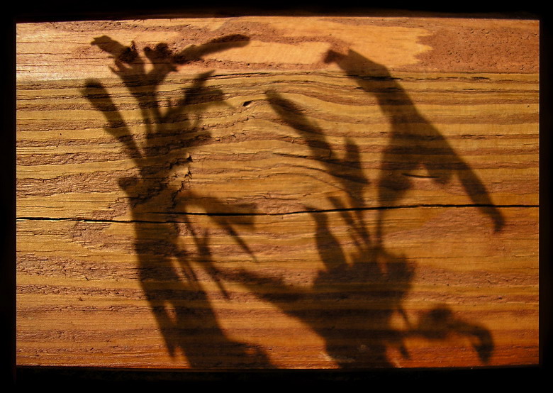 серый волк и красная шапочка