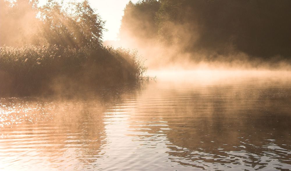 камыши в тумане...