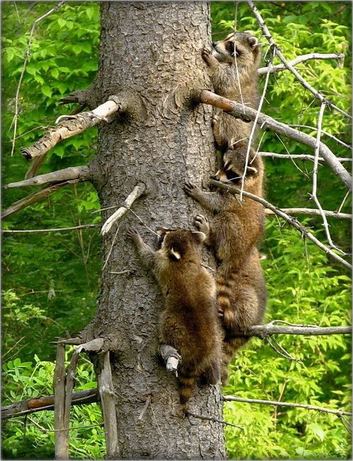 чацьвёрты лішні, злазь!