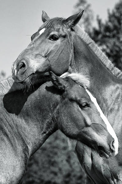 Портрет на Двоих