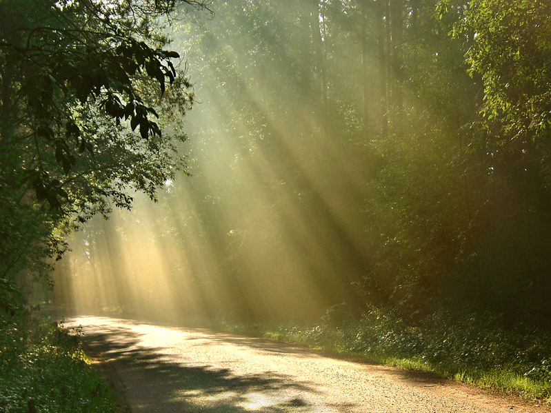 Солнечный дождь