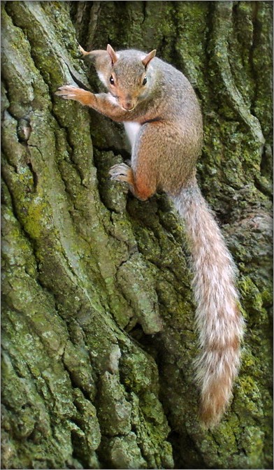 і хвастасты, і кіпцясты