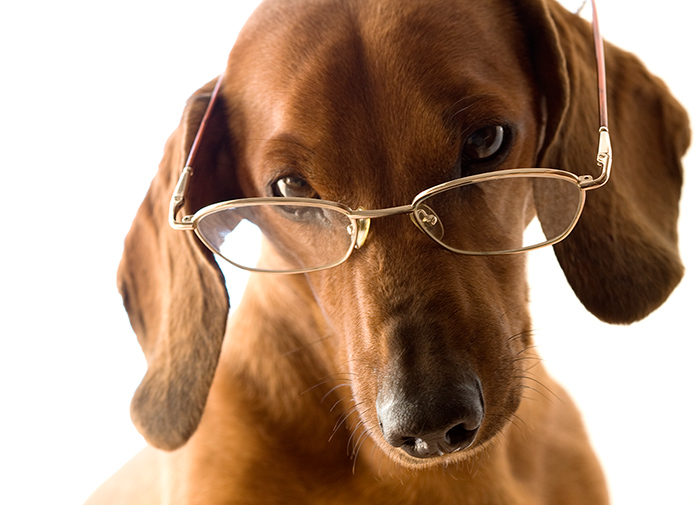 Интеллектуал