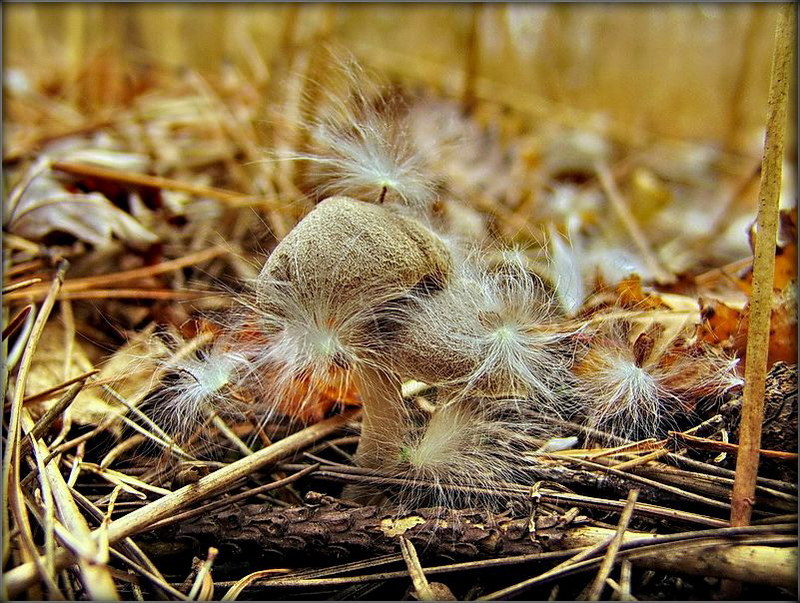 сёньня пайду калматай!..