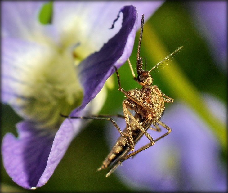 ..адпачываю я тут