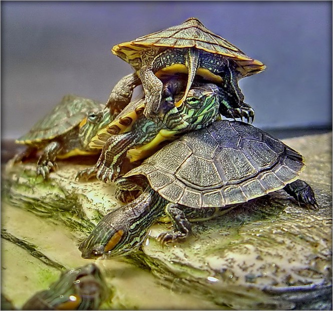 нічога, што я да вас ..спіной?