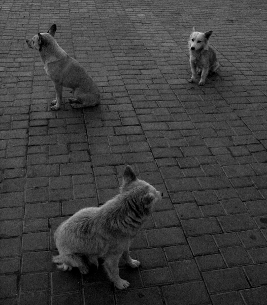 Пёсий треугольник