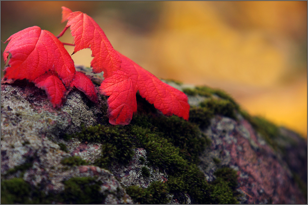 Краски осени