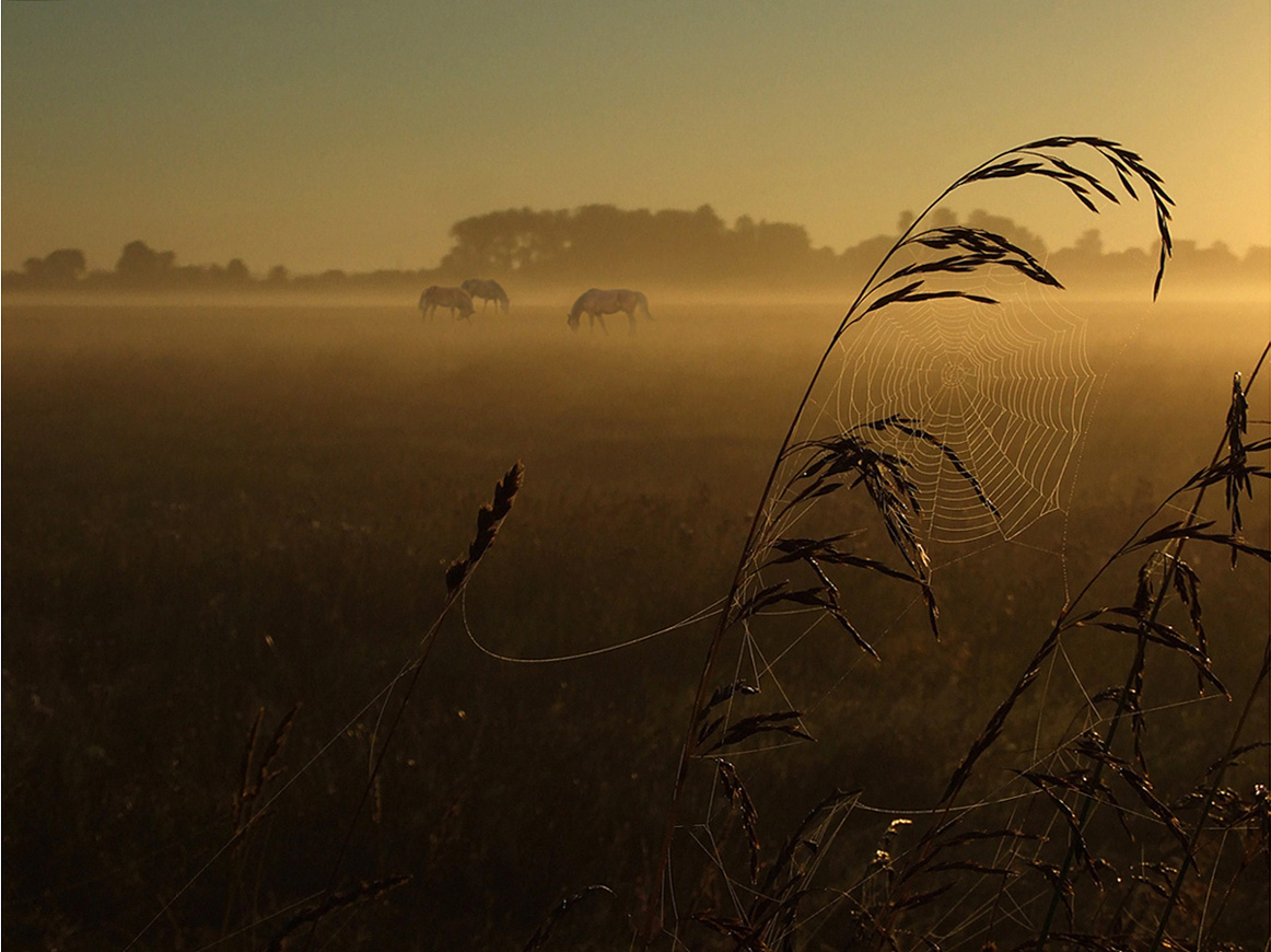 Morgen auf einer Wiese ...