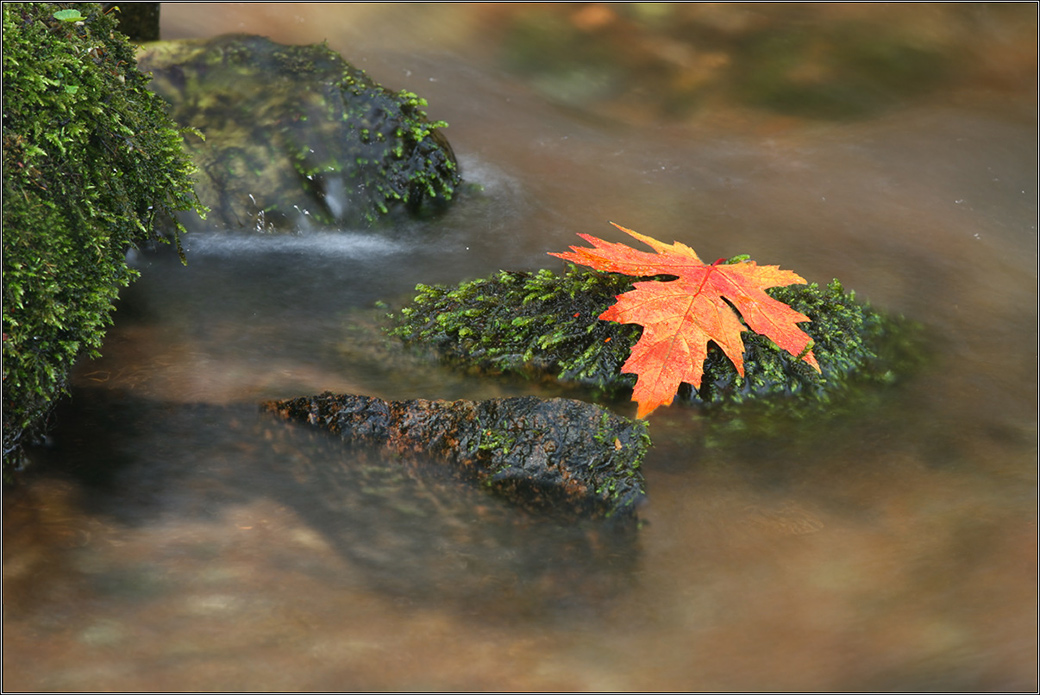 Уплывающая осень