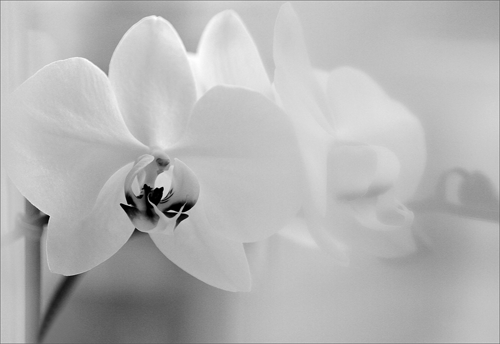 Живущая на подоконнике