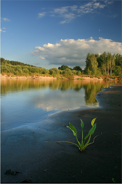Наблюдатель