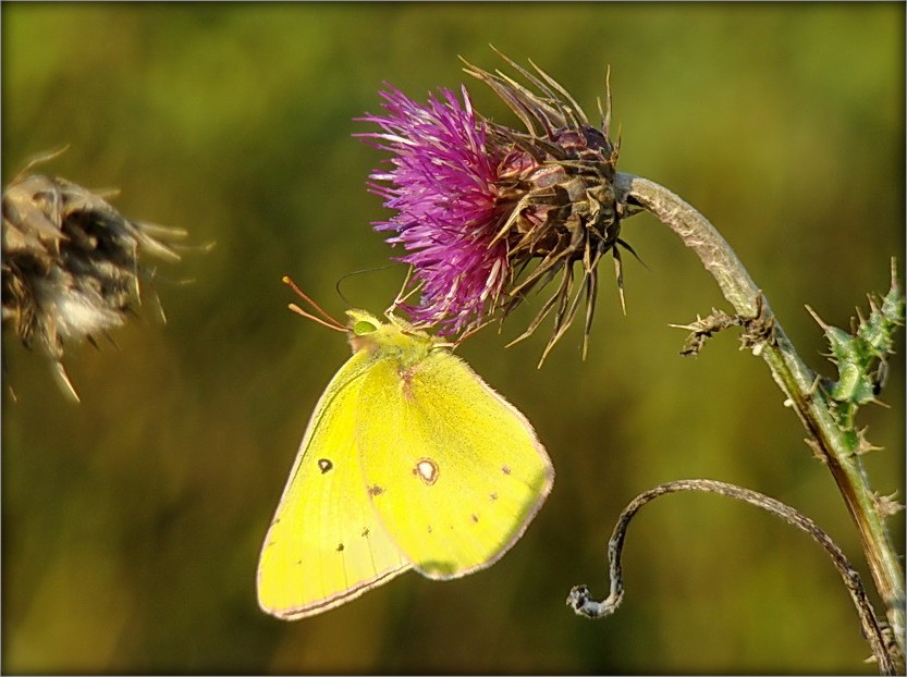 вочкі на крыльцах