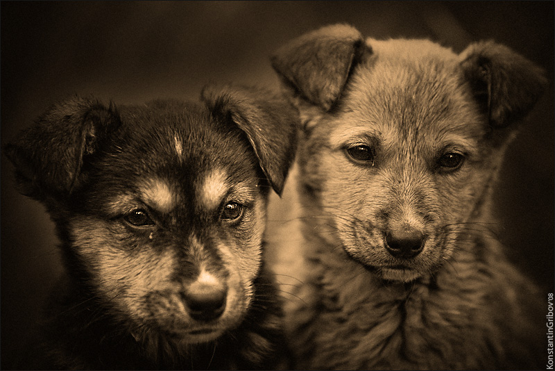 Друзья детства..