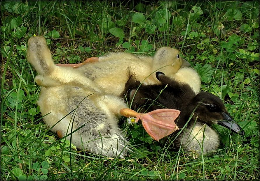 не здымаць! не здымаць!