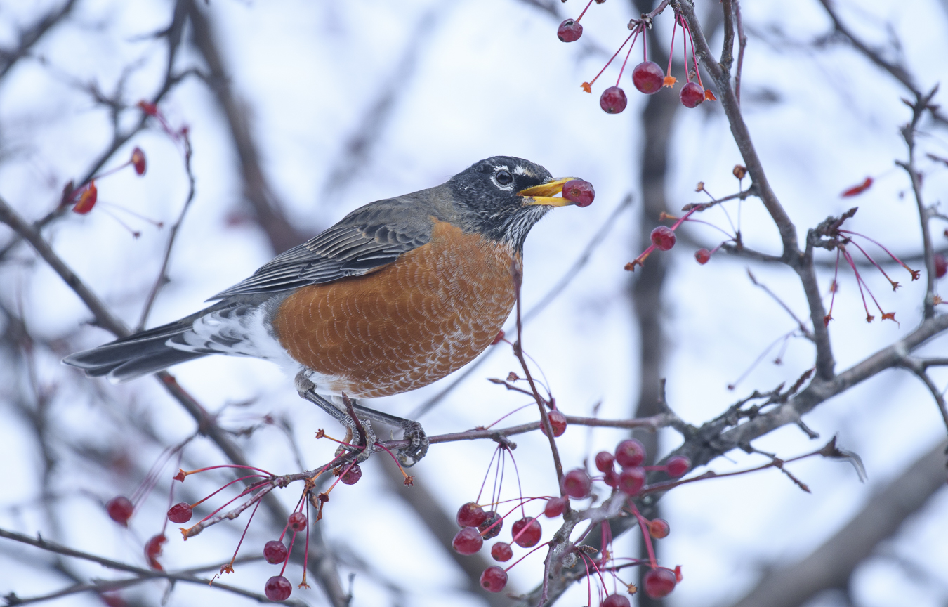 American robin (Turdus migratorius)