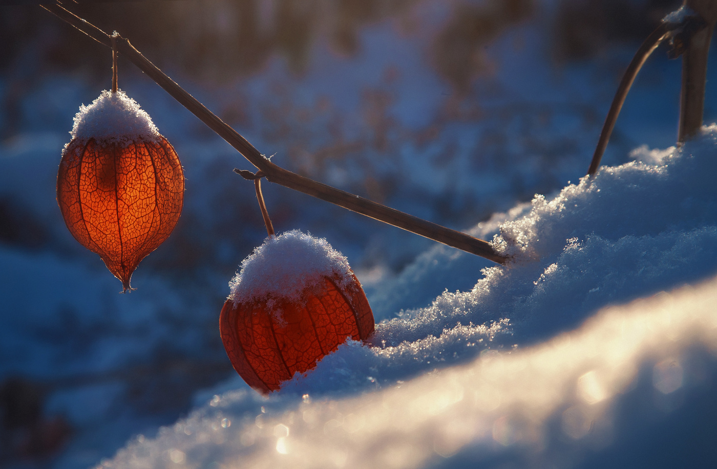 Зимний сон фонариков