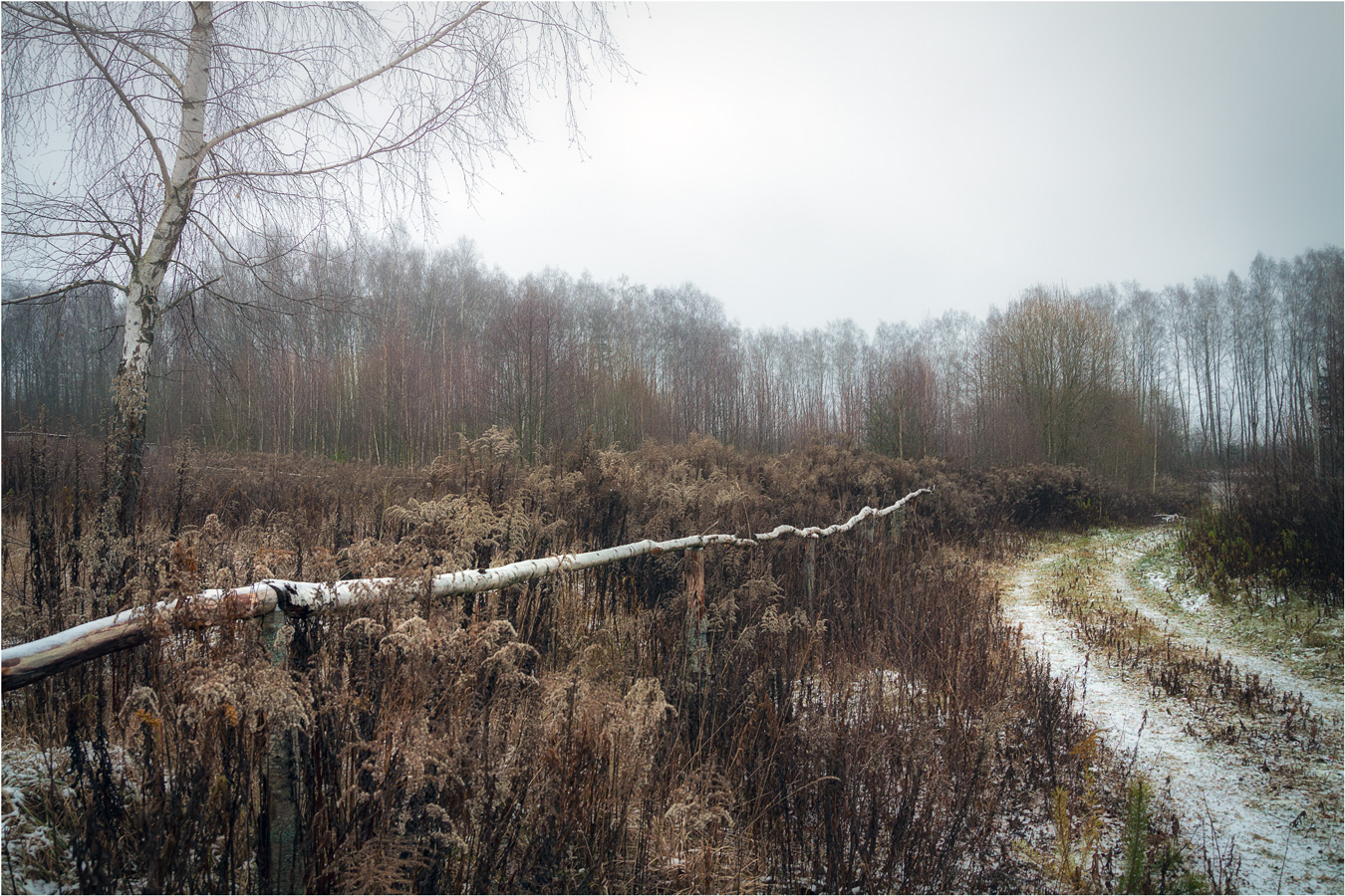 Березовый забор