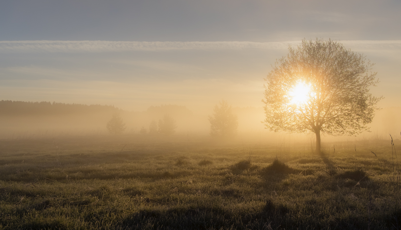 Сказочное дерево