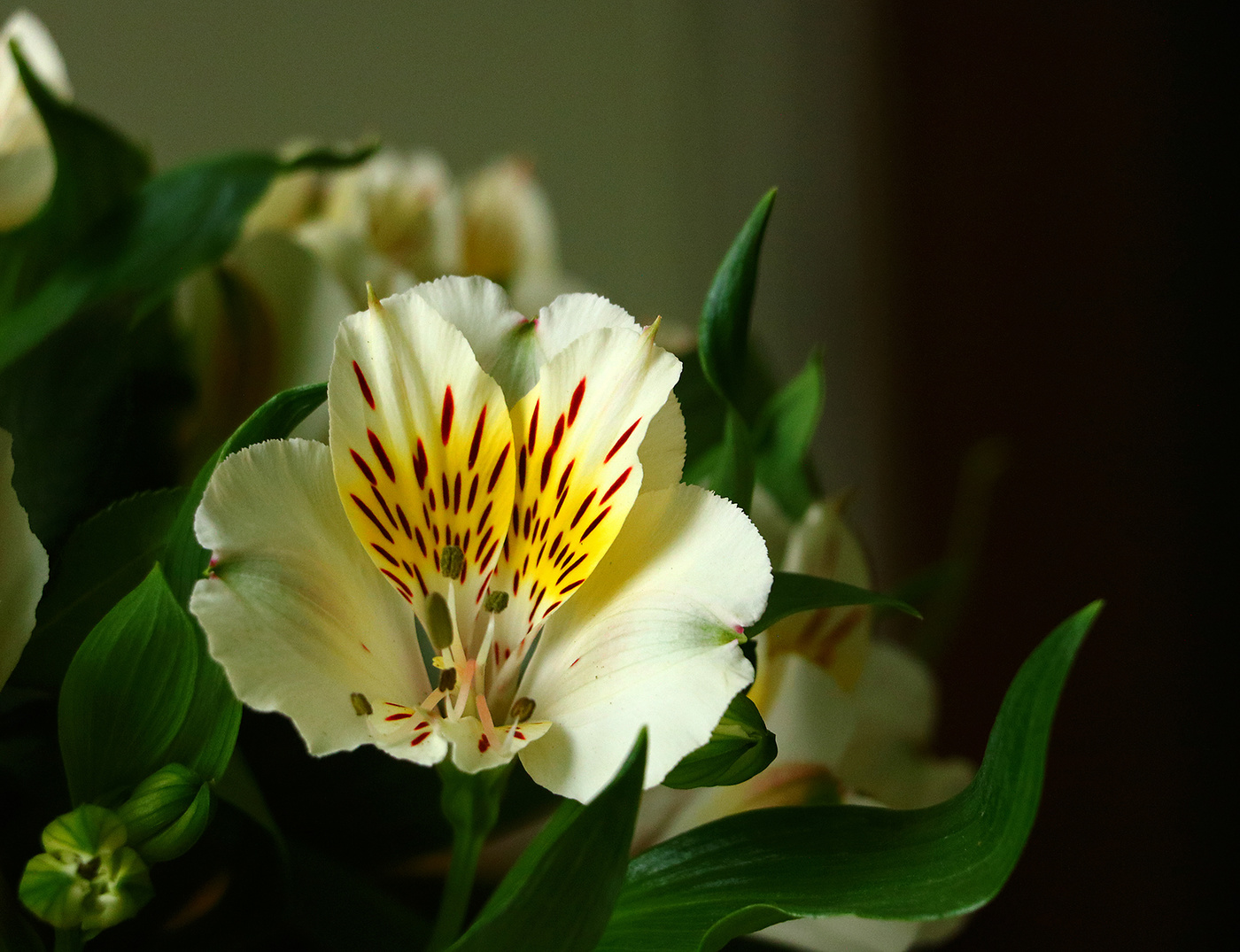 Душа нараспашку