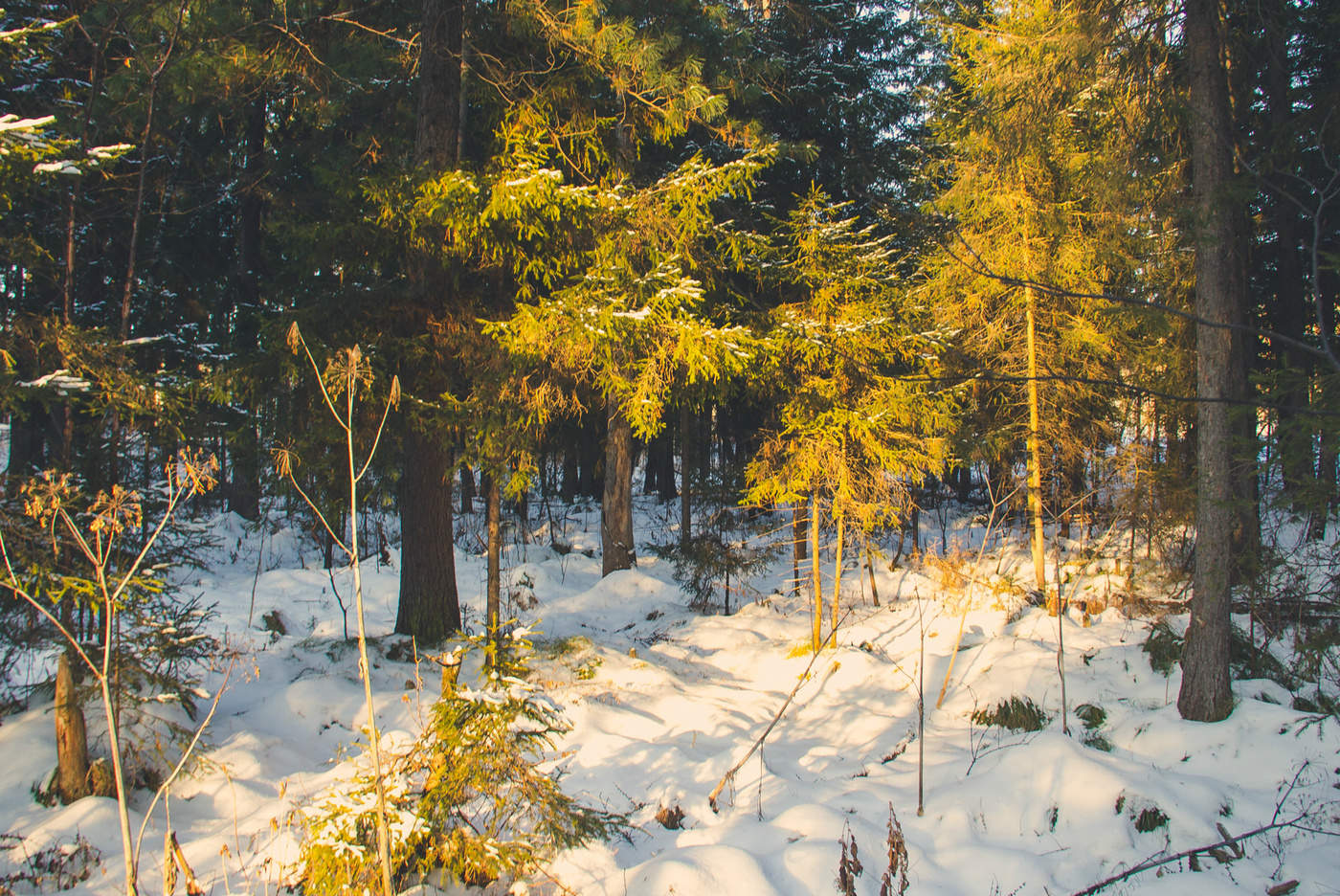 На закате дня в лесу.