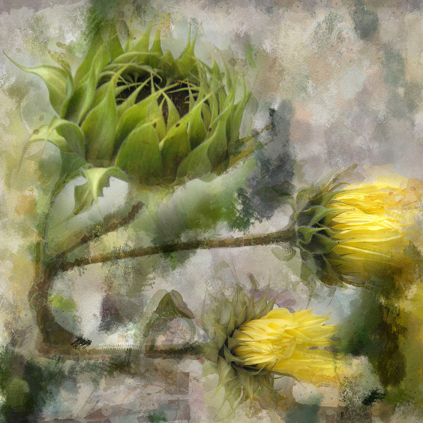 Подсолнухи..