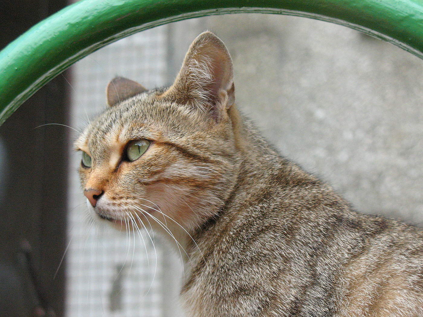 Кошкин портрет