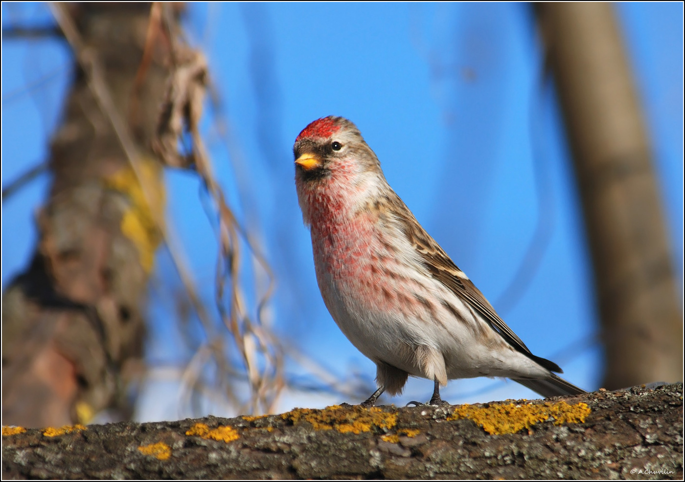 В коротких штанишках )