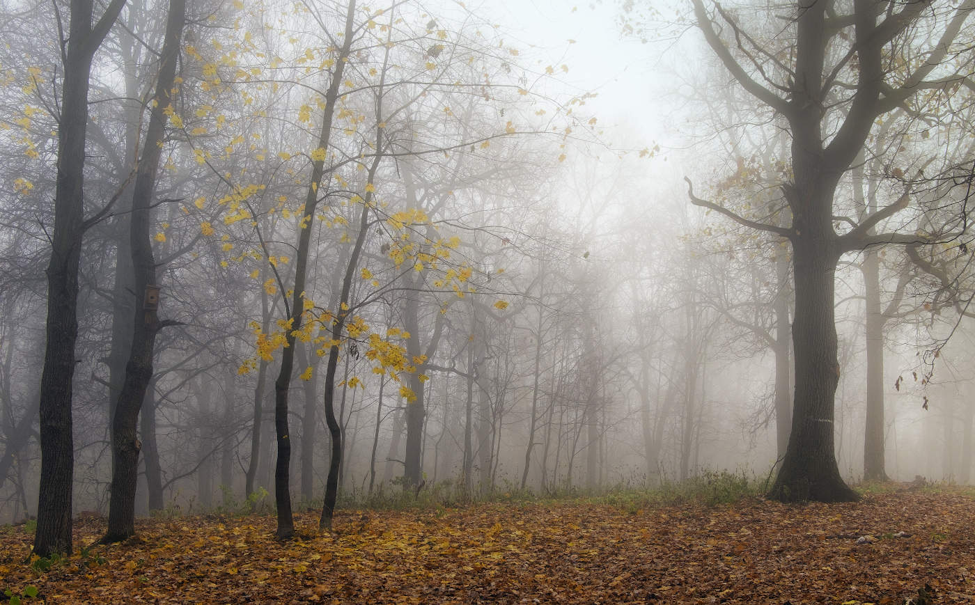 Опадает последний осенний лист