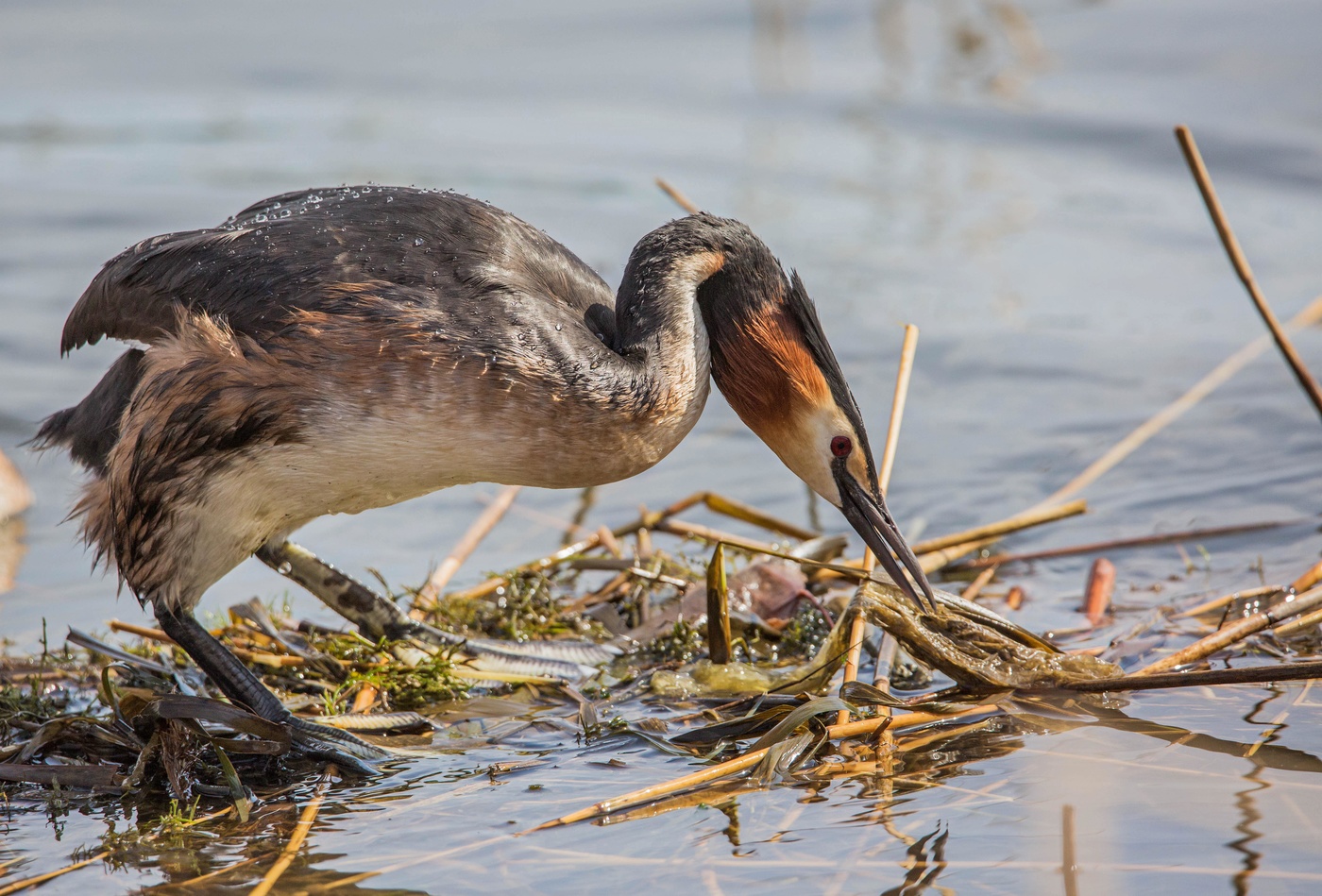 Большая поганка(чомга)