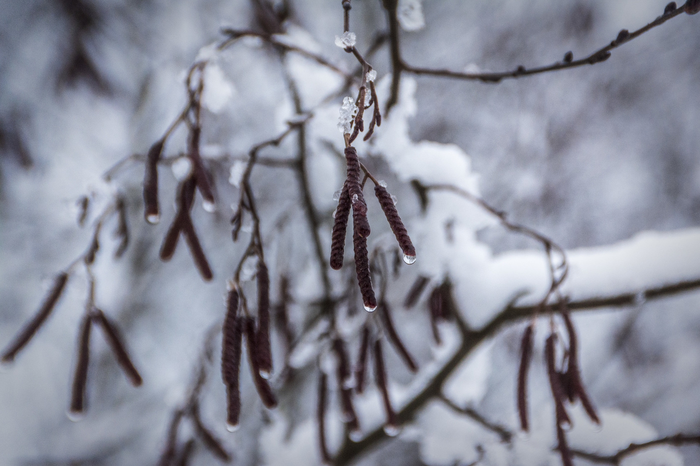 Заснеженная пятница