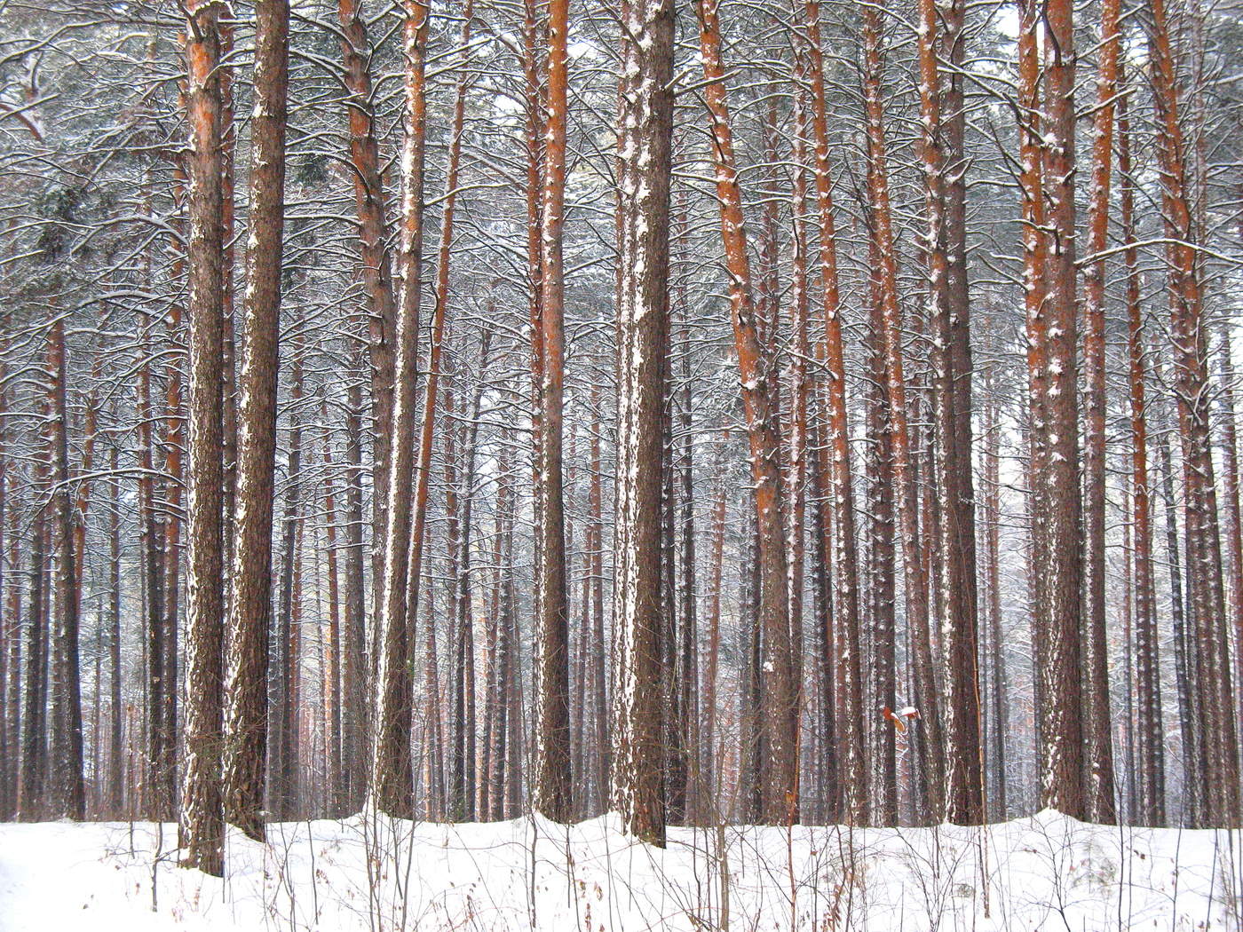 Заснеженная пятница