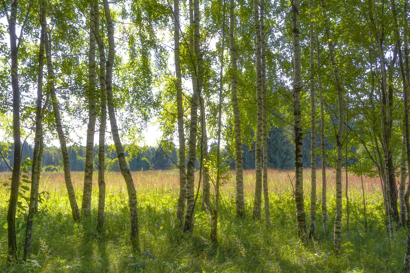 июльское утро