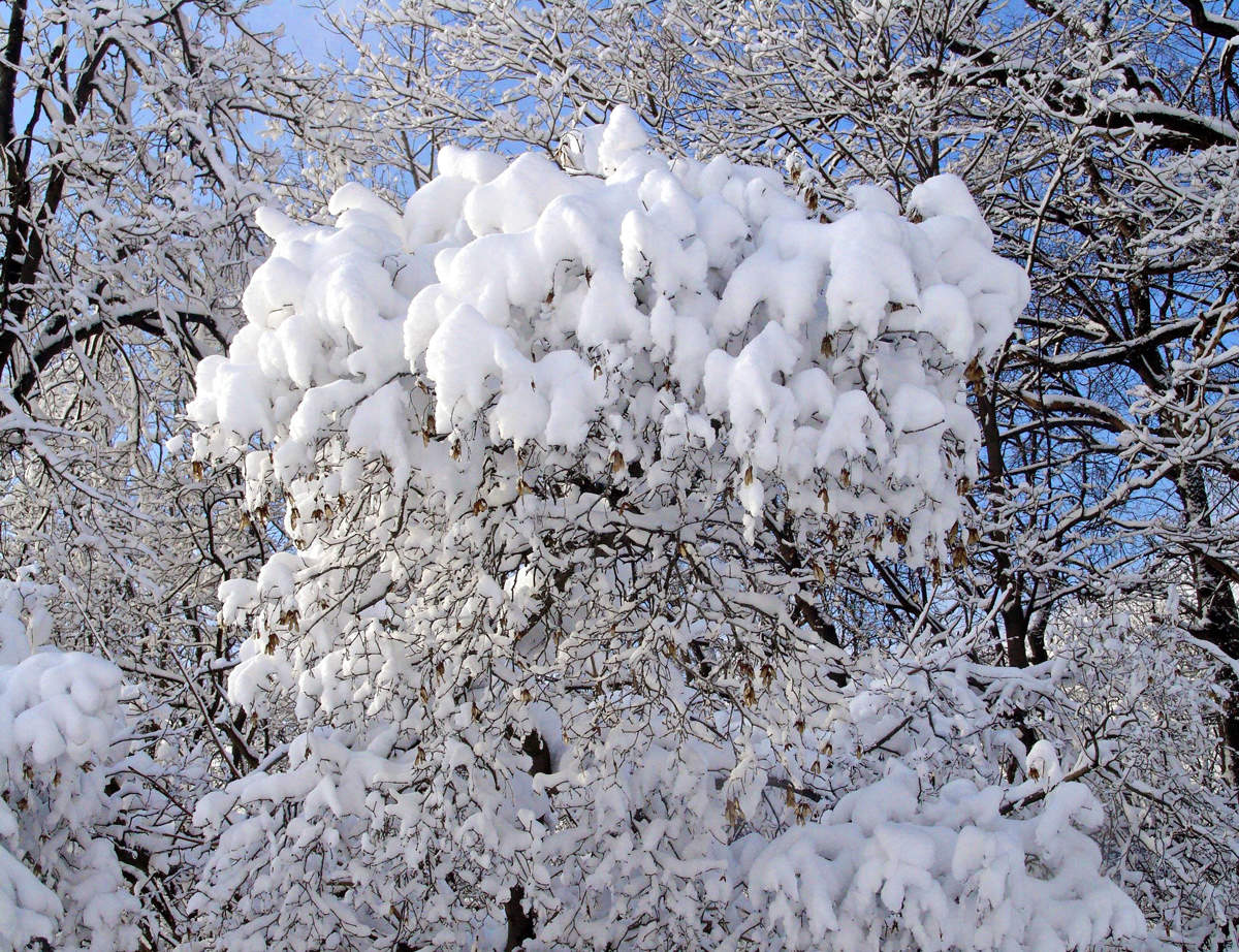 Заснеженная пятница