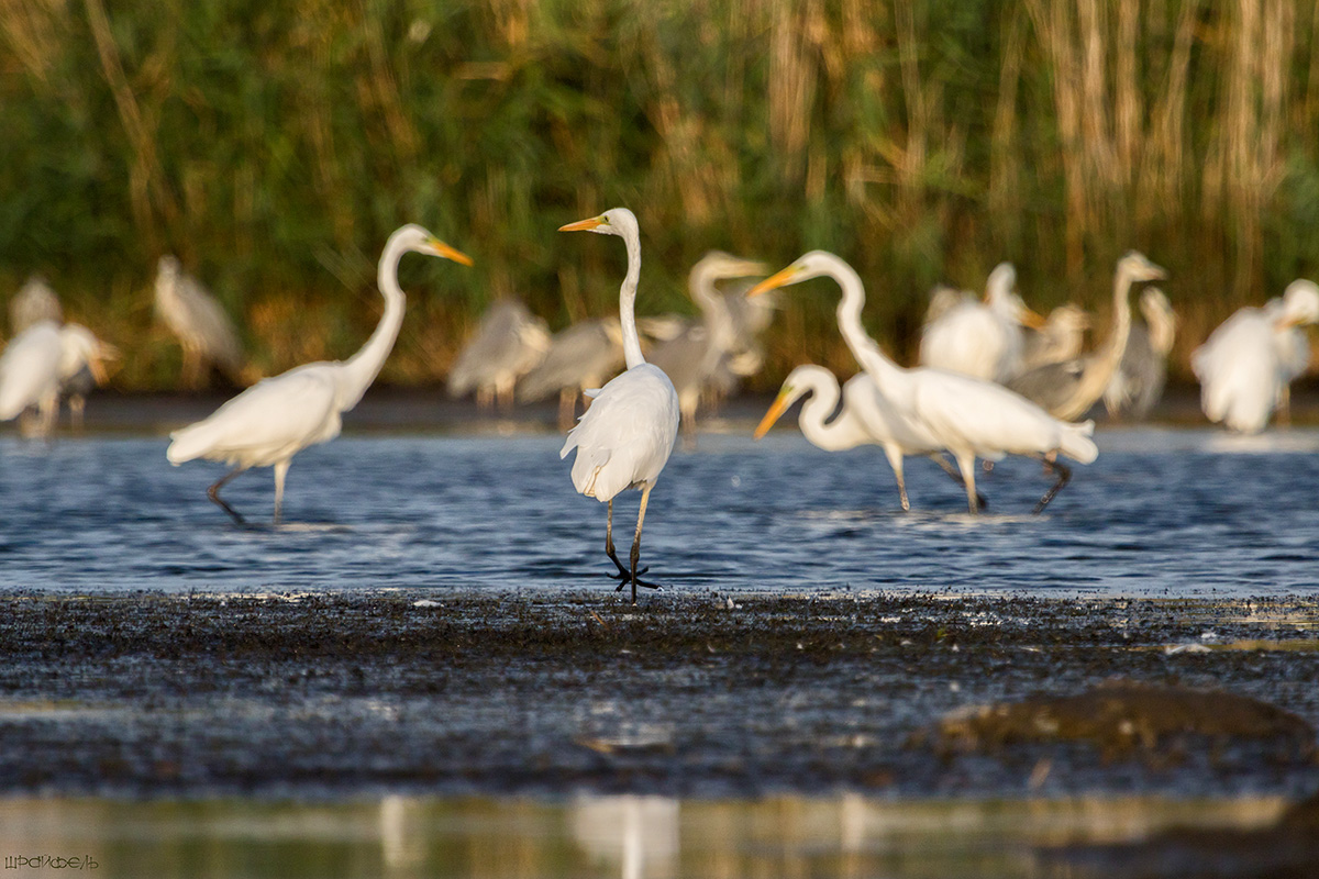 Жизнь кипит