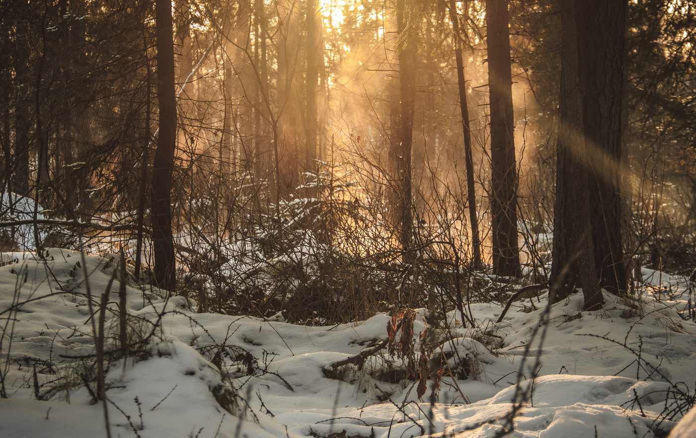 Зарисовки зимней природы.