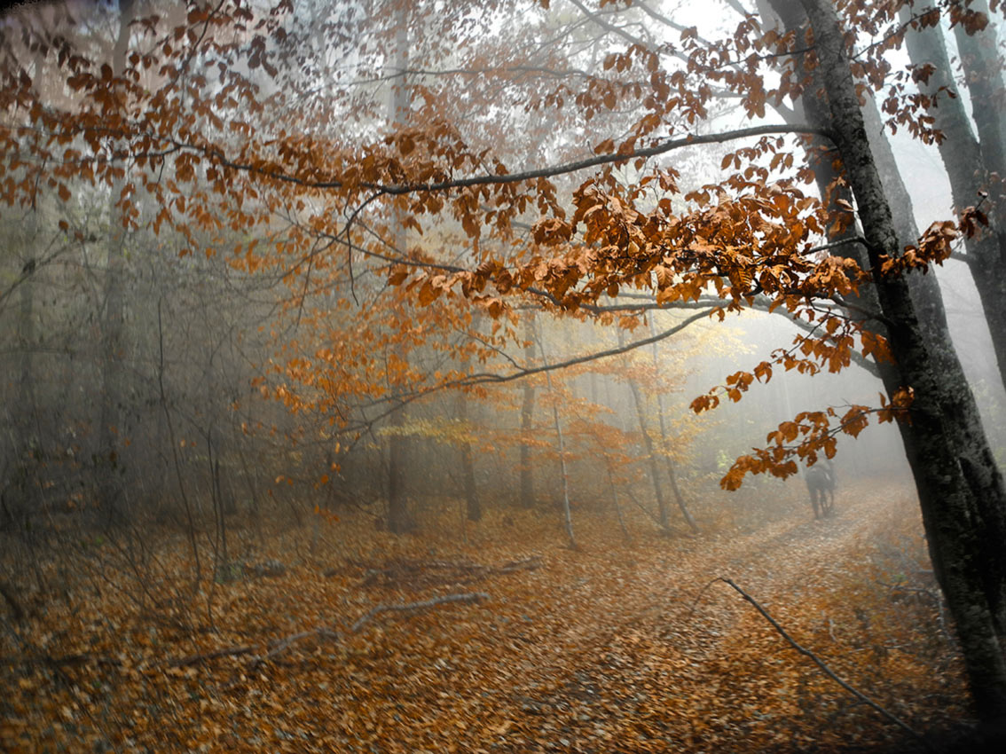 Здесь у нас туманы и дожди...