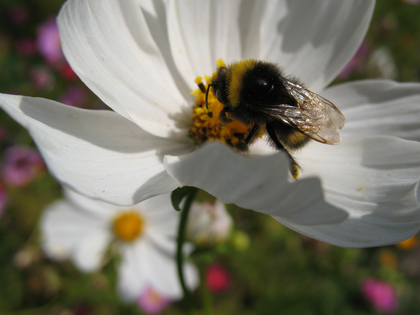 Шмелик - "слюдяные" крылья