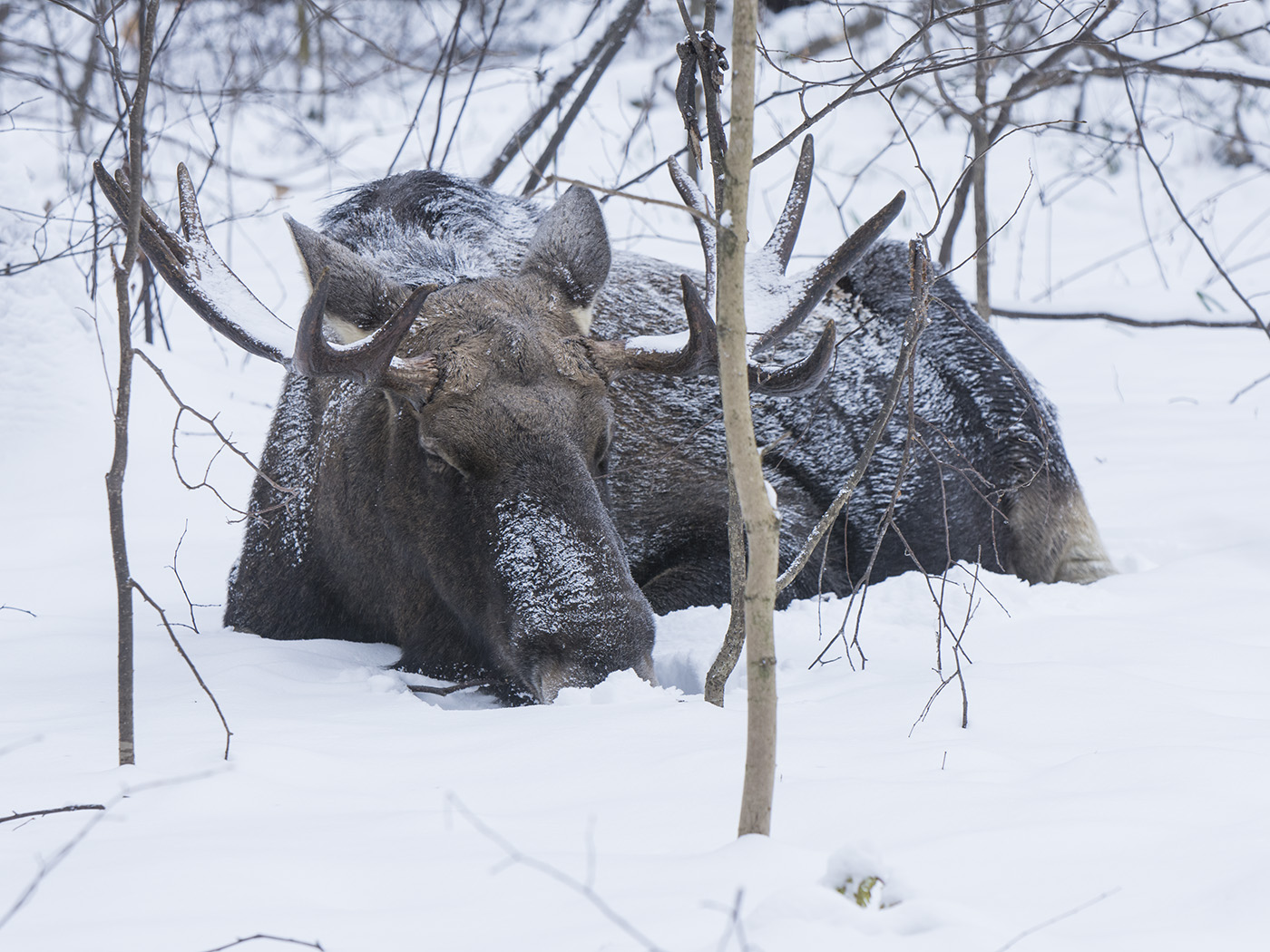 Заснеженная пятница