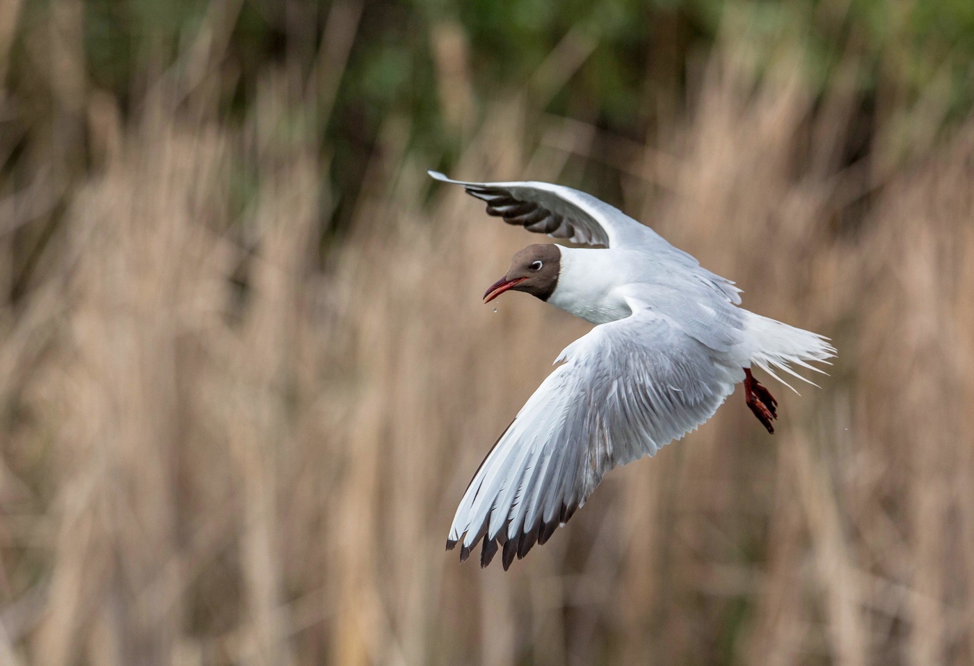 озерная чайка